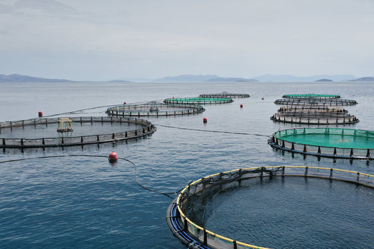 Fish farming nets and cage in the sea. Circular fish cage