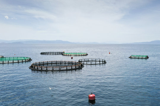 Fish farm nets cage floats in the sea