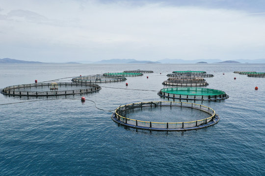 Fish farming cages and nets. Round fish farm cage.