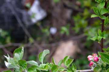 Apple tree blooms in the garden in early spring