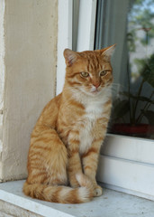 Ginger tabby cat with yellow eyes sitting near window. Outdoor scene, close-up view