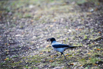 Crow holds a nut in its beak