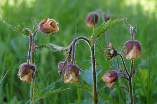 Forest wildflower Water avens (Geum rivale) also known as nodding avens, purple avens, cure-all, water flower and Indian chocolate. Close up view with blurred green background