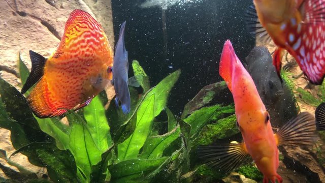 Ein tropischer Buntbarsch aus dem Amazonasbecken. Diskus Fisch 
