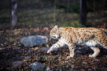 Naklejka na ściany i meble hungry lynx eating piece of meat. Lynx, Eurasian wild cat