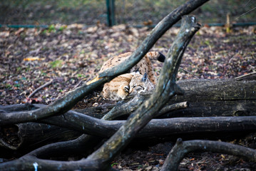 Fototapeta na wymiar hungry lynx eating piece of meat. Lynx, Eurasian wild cat