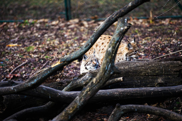 Lynx, Eurasian wild cat