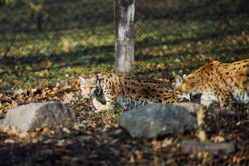Obraz premium Lynx, Eurasian wild cat