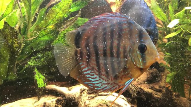 Ein tropischer Buntbarsch aus dem Amazonasbecken. Diskus Fisch 