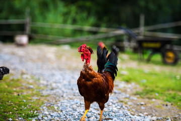 chicken on a farm