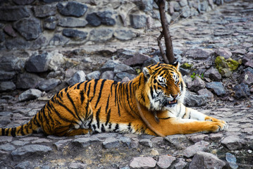 Beautiful Amur tiger