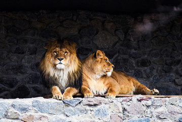 lion and lioness