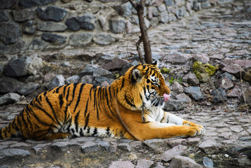 Beautiful Amur tiger