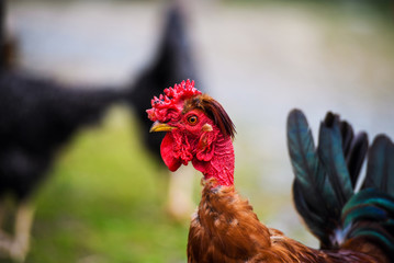 Funny chicken on a farm