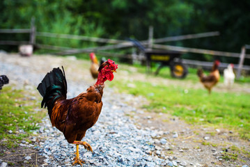 chicken on a farm