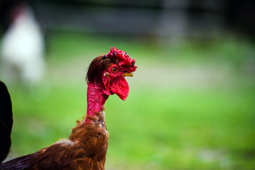 cock on a farm