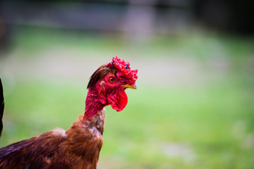 chicken on a farm