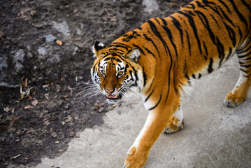 Beautiful Amur tiger