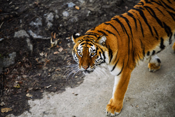 Beautiful Amur tiger