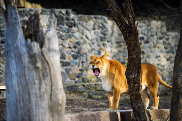 lioness
