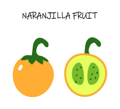  Vector illustration of naranjilla - exotic tropic fruit from Soutn America. Vegetarian art for healthy cooking menu.