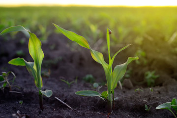 corn sprouts on the field