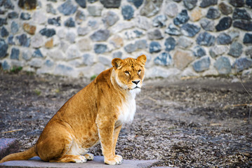 lioness