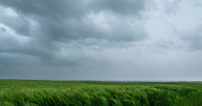 Green wheat field against the background of a thunderstorm sky
