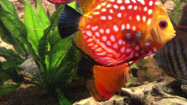 Ein tropischer Buntbarsch aus dem Amazonasbecken. Diskus Fisch 