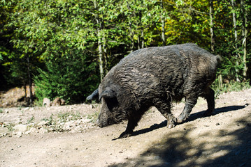 wild boar