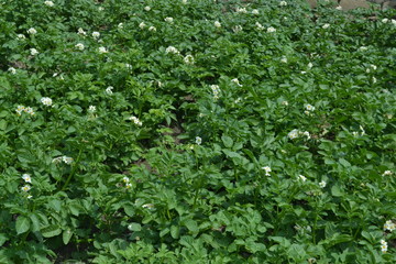 village life pictures and landscapes foliage high quality pictures