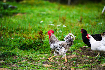 chicken on a farm
