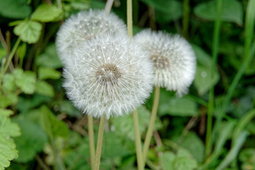 Les aigrettes de pissenlit ou dent de lion au printemps dans le nord de la France