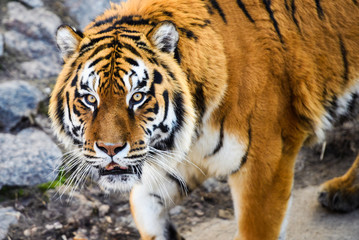Beautiful Amur tiger