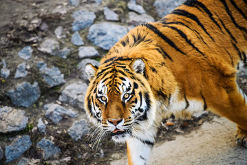 Beautiful Amur tiger
