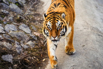 Beautiful Amur tiger