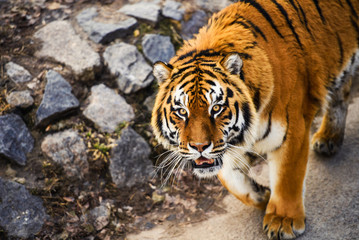 Fototapeta na wymiar Beautiful Amur tiger