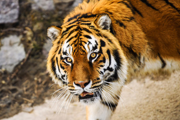 Beautiful Amur tiger