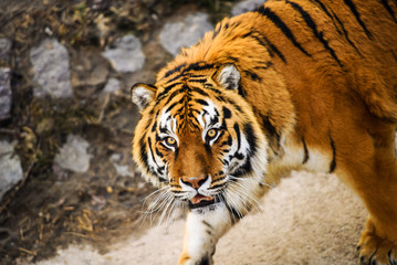 Beautiful Amur tiger