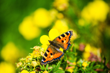 butterfly