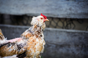 chicken on a farm