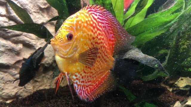 Ein tropischer Buntbarsch aus dem Amazonasbecken. Diskus Fisch 