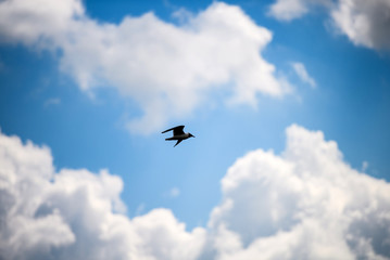 Fototapeta premium Seagulls flying in the blue sky.