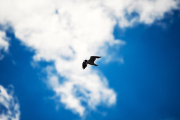 Seagulls flying in the blue sky.