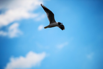 Seagulls flying in the blue sky.