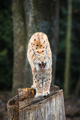 Lynx, Eurasian wild cat