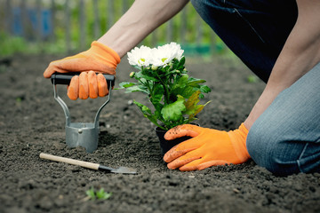 Gardener makes a hole in a ground by a planter tool for a flower in the garden. - obrazy, fototapety, plakaty