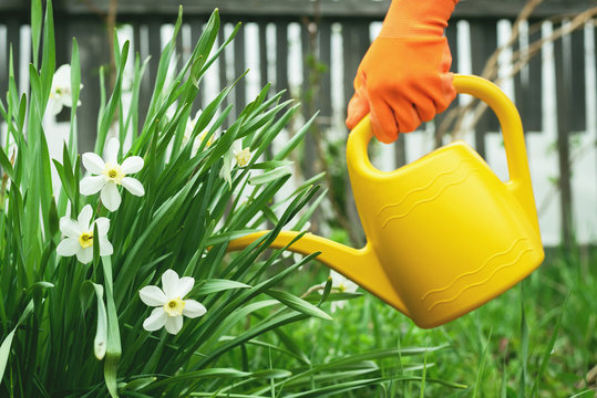 Gardener is watering a narcissus flower from a watering can. Gardening abstract background.