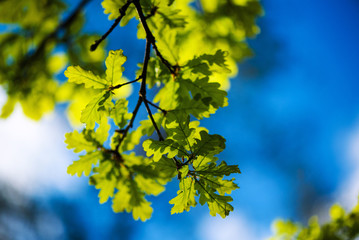 green leaves on a background of blue sky