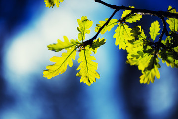 green leaves on a background of blue sky
